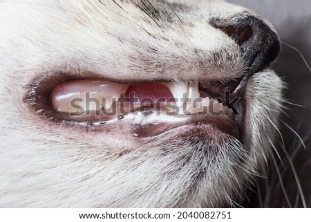 Similar – Image, Stock Photo Cat at the dentist