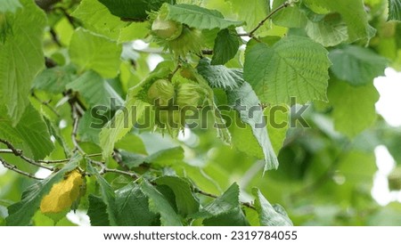 Similar – Foto Bild Corylus avellana Frühling