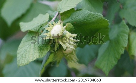 Similar – Foto Bild Corylus avellana Frühling