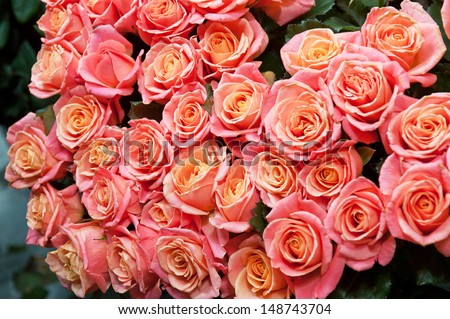 bouquet of natural roses background