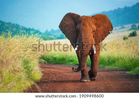 Similar – Image, Stock Photo The old elephant is alone in the Etosha pan. I wonder what he’s been through…