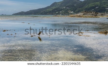 The bird stands in the ocean water at low tide, waiting for prey.  Reflection. There are green hills on the shore. Blue sky. Seychelles. Mahe Island. Beau Vallon Photo stock © 