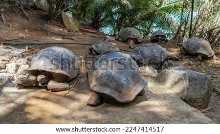 A group of giant turtles walks along a dirt path among boulders. Shells, paws, and heads are visible. The background is tropical vegetation against a turquoise ocean. Seychelles. Moyenne Island. ストックフォト © 