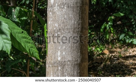 Similar – Image, Stock Photo Tiny lizard on trunk