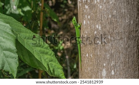 Similar – Image, Stock Photo Tiny lizard on trunk