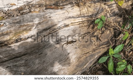 Similar – Image, Stock Photo Tiny lizard on trunk