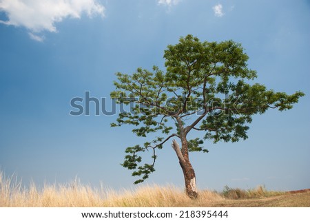 Stand alone tree