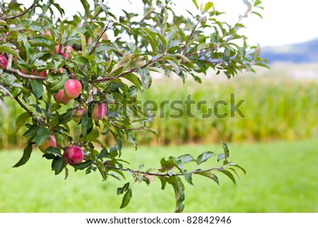Apple tree on a meadow with scattered fruit trees