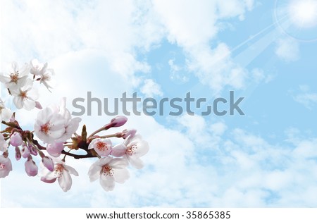 Cherry blossom branch on the blue background for your summer design