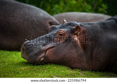 HIppo lying on the green grass with open eyes