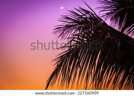 Palm tree shadow with colorful twilight