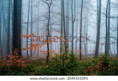 Fog in the autumn forest. Autumn forest fog. Autumn forest mist. Misty forest in autumn season