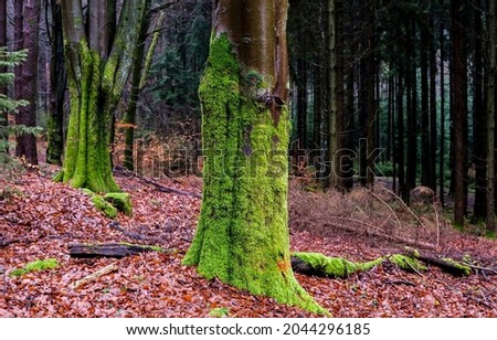 Autumn foliage at the foot of a mossy tree trunk. Mossy tree trunk in autumn forest. Autumn mossy trees. Autumn green moss
