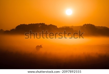 The morning mist of dawn over the pasture. Early morning foggy pasture field scene. Cattle pasture in early morning fog at dawn. Morning fog on pasture field