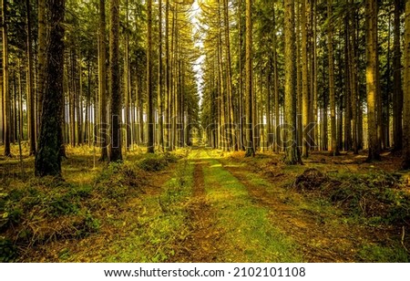 Forest road in the deep forest. Forest road view. Road in pine tree forest. Pine forest road