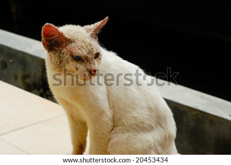 Ugly cat with skin disease and different colored eyes