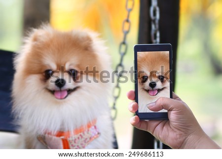 puppy dog puppy love take photo in smart phone