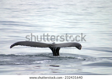 Tail fin of a gray whale in Atlantic unfocused, blur