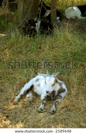 A fainting goat is a breed of domestic goat whose external muscles freeze for roughly ten seconds when the goat is startled.