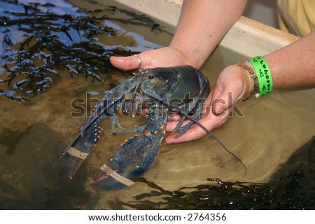 The odds of finding a blue lobster are apparently around 1 in a million?