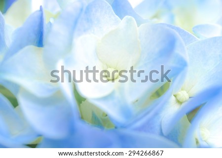 Soft Focus of Closed up Blue Hydrangea, Soft and Dreamy Effect, Wallpaper, Background