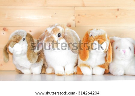 Adorable Rabbit on Shelf with Other Rabbit Soft Plush Dolls, Holland Lop Pure Breed, Selective Focus