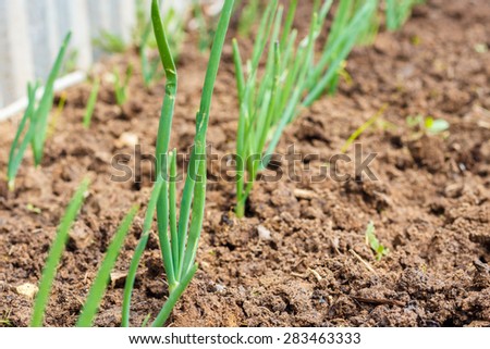 Onion (Allium)  growing in seedbed. Vegetable garden. Household plot. Dacha.