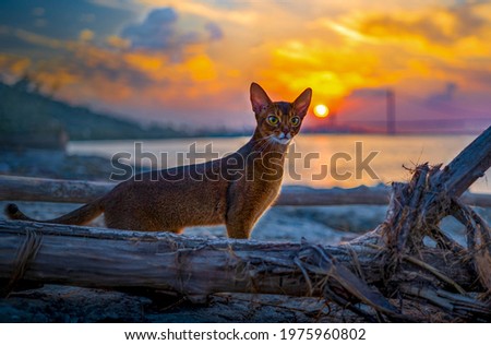 Abyssinian cats watching the sunset on the beach Foto stock © 