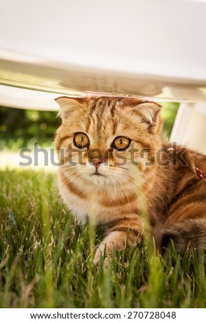 Cute Scottish Fold Cat outside