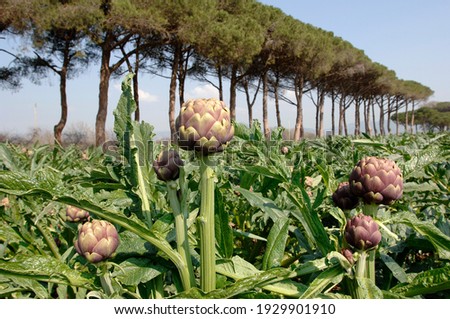 Similar – Image, Stock Photo Boxes with artichokes on farm