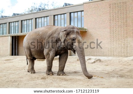 Similar – Image, Stock Photo Large zoo Berlin City