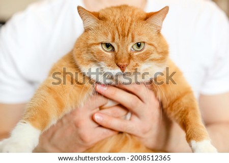 A big beautiful fluffy cat in hands of the owner.A red cat looks at camera with green eyes.A fat animal with thick white orange coat.A man scratches and strokes  cat.A pet at home.World Cat Day