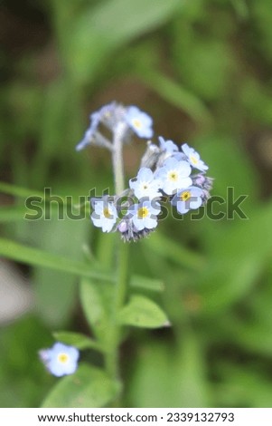 Similar – Foto Bild Blüten des breitblättrigen Vergissmeinnichts (Myosotis latifolia). Integrales Naturreservat von Mencáfete. Frontera. El Hierro. Kanarische Inseln. Spanien.