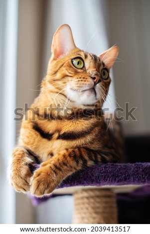 Portrait of a cute Bengal cat looking in camera, Close up. Cat in the home interior, staying stay by the window, on a cat's shelf of a cat's house. Pets concept, pets friendly and care concept.