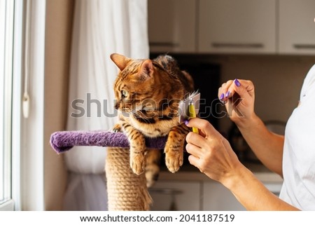Woman hands combing fur of a Bengal cat with brush. Woman taking care of pet removing hair at home. Cat grooming, combing wool. Express molt. Beautiful cat in a beauty salon. Grooming animal cat