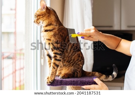 Woman hands combing fur of a Bengal cat with brush. Woman taking care of pet removing hair at home. Cat grooming, combing wool. Express molt. Beautiful cat in a beauty salon. Grooming animal cat