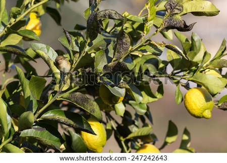 little bird camouflaged in a lemon tree
