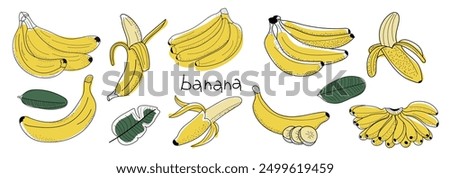 sketch vector stock vector illustration. One berry banana, peelless banana, banana branch, bunch of banana. Hand drawn image. Black outline on white background.