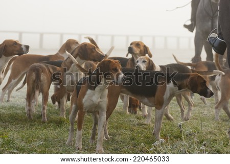 Beagles are hunting dogs, photo taken at the legal hunt in Bakewell (hunting foxes with dogs is illegal in the UK)