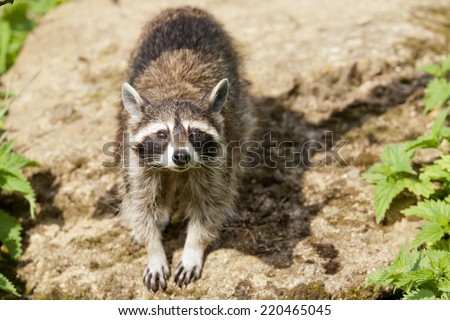 Raccoons look like bandits with a black stripe across their eyes - and not afraid of helping themselves to our detritus