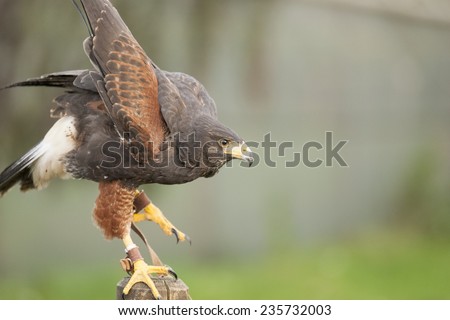 Harris hawks are a common bird in falconry and considered a good first bird. In the wild they are unusual because they hunt in family groups - making them unique amongst raptors.