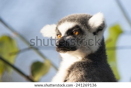 Ring-tailed lemur are highly social living in large groups lead by a dominant female. Conservation status Endangered