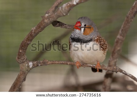 Zebra Finch\'s are common in Australia and are popular in the pet traid in the UK
