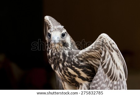A large falcon that breeds in Africa, southeast Europe and Asia.