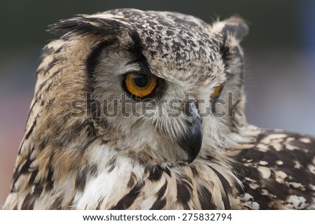 Indian Eagle Owl portrait showing it\'s curved beak and large eyes