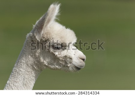 Alpaca portrait - smaller animal than the Llama