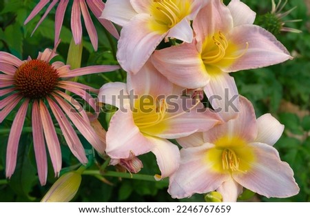 Similar – Image, Stock Photo Daylilies (Hemerocallis), Hemerocallis hybrids in full bloom