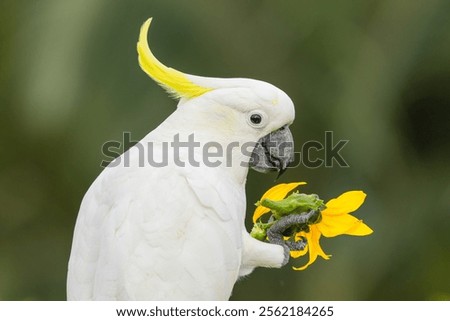 Similar – Image, Stock Photo be cheeky, wild and wonderwoman