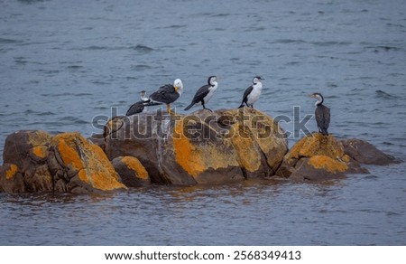 Similar – Image, Stock Photo Group of cormorants in a Llobregat Delta, Barcelona, Spain