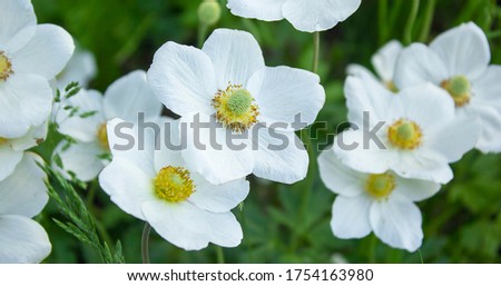 Similar – Image, Stock Photo vegetation Chinese Anemone